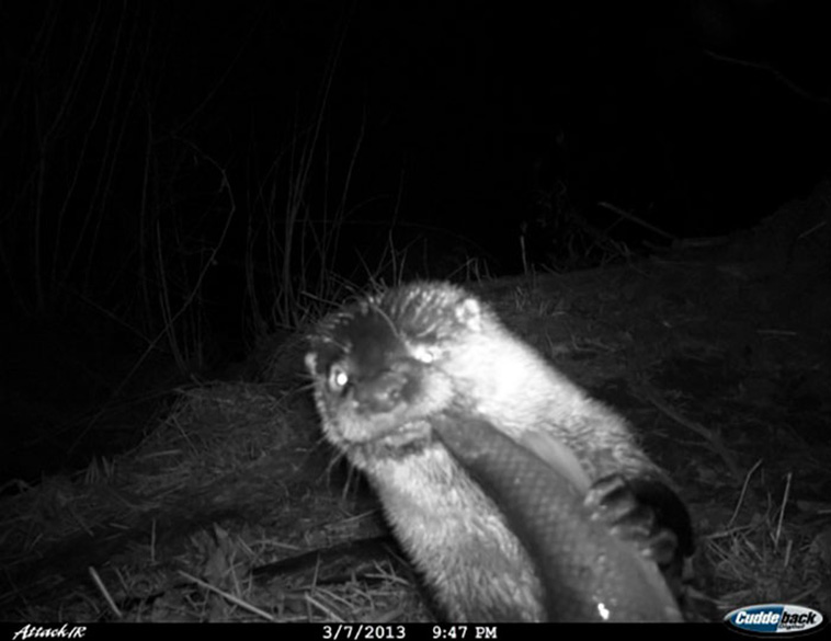 Wild Animal Pictures Taken By Hidden Cameras