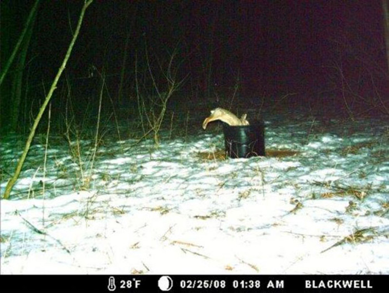 Wild Animal Pictures Taken By Hidden Cameras
