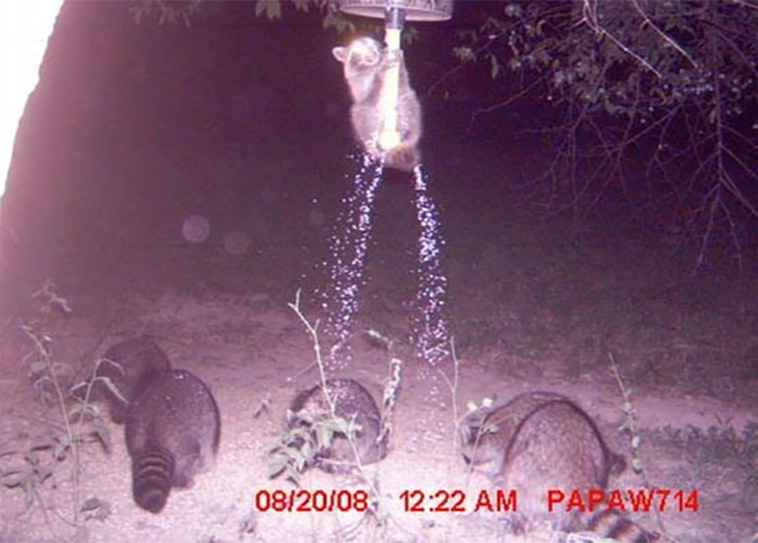 Wild Animal Pictures Taken By Hidden Cameras