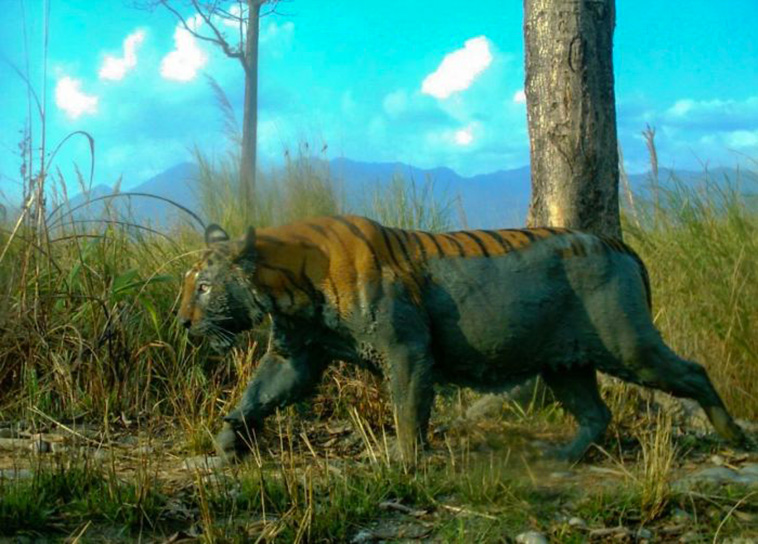Wild Animal Pictures Taken By Hidden Cameras
