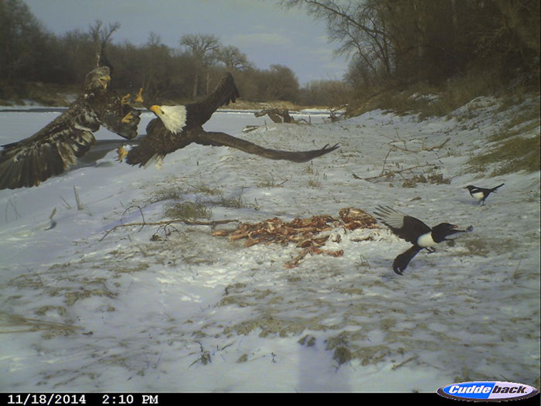 Wild Animal Pictures Taken By Hidden Cameras