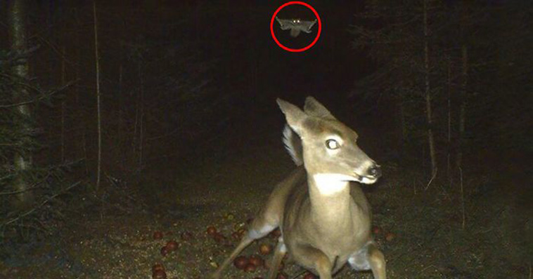Wild Animal Pictures Taken By Hidden Cameras
