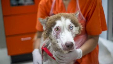 abandoned husky with mange