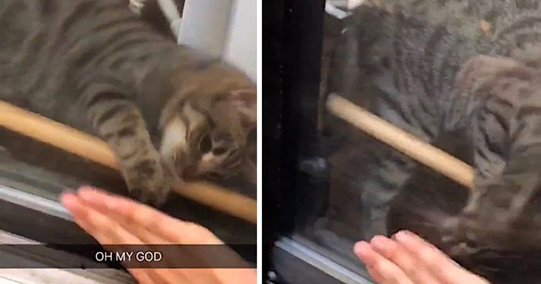 clever cat removes wooden bar