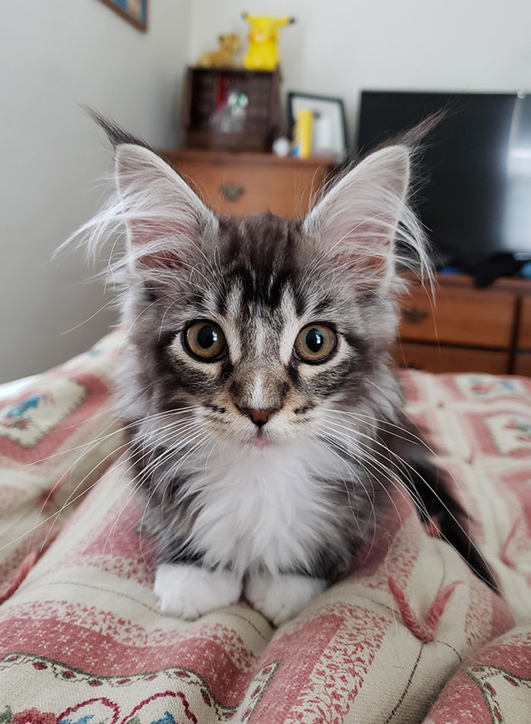 fluffy maine coon kittens