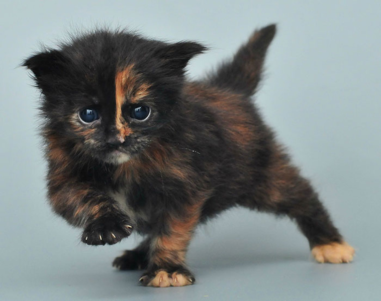 fluffy maine coon kittens