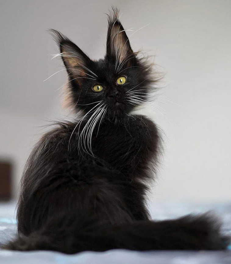 fluffy maine coon kittens