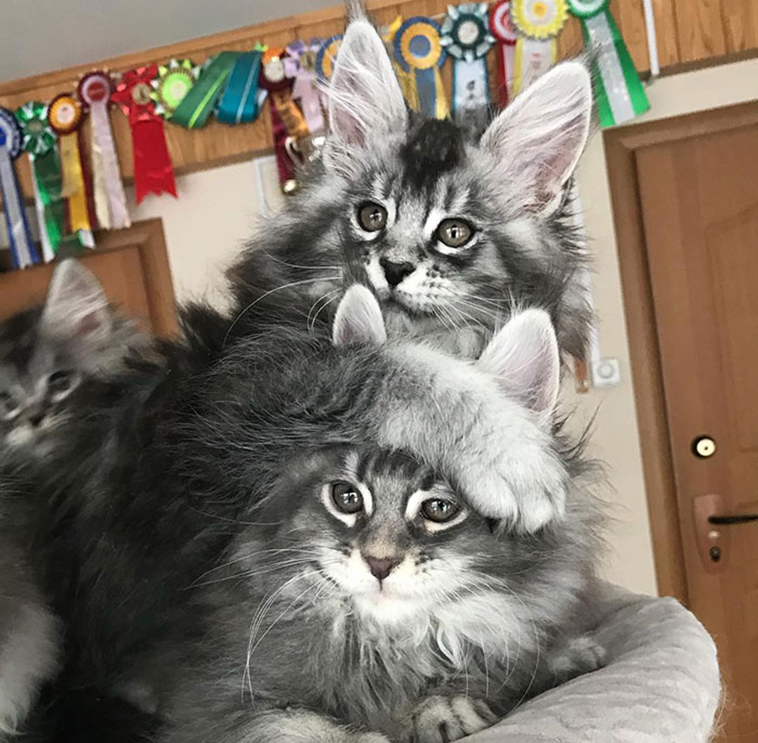 fluffy maine coon kittens