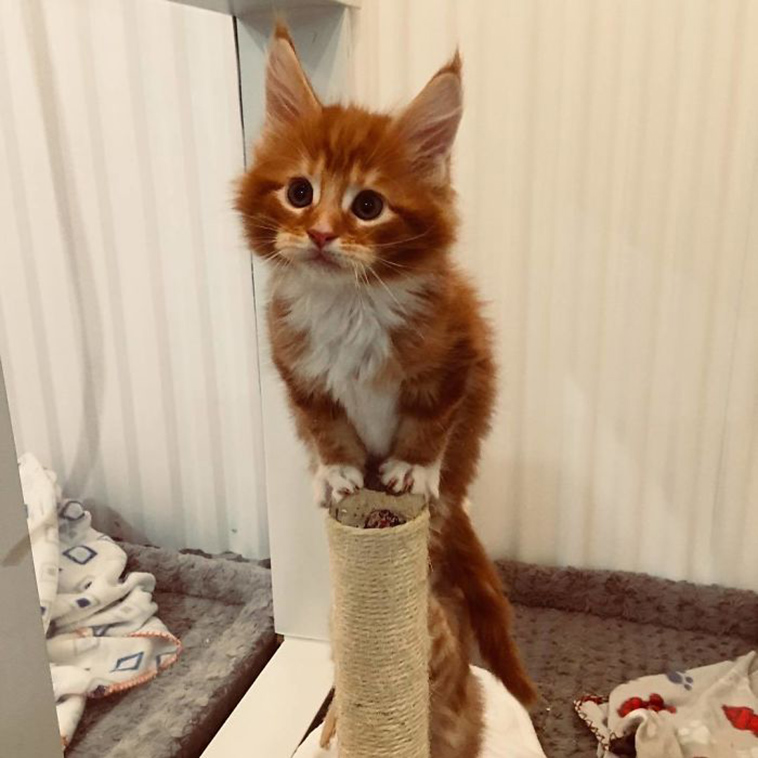 fluffy maine coon kittens