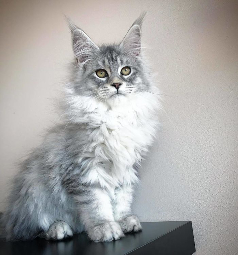 fluffy maine coon kittens