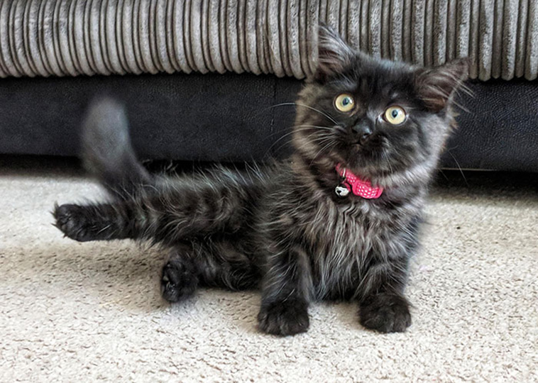fluffy maine coon kittens