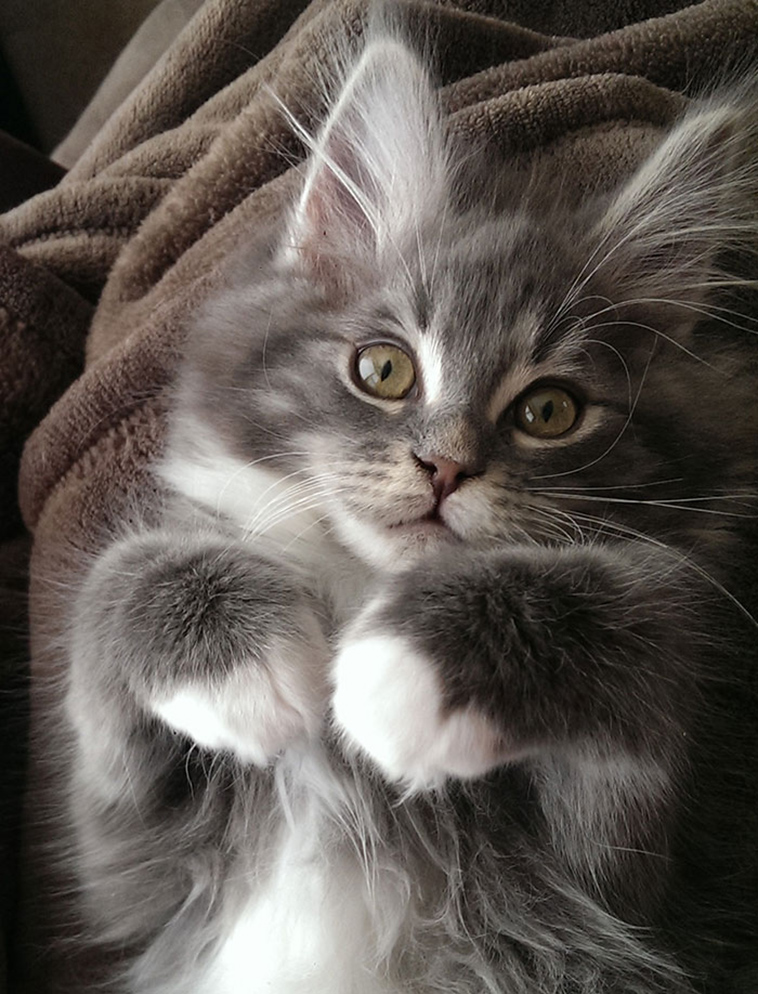 fluffy maine coon kittens