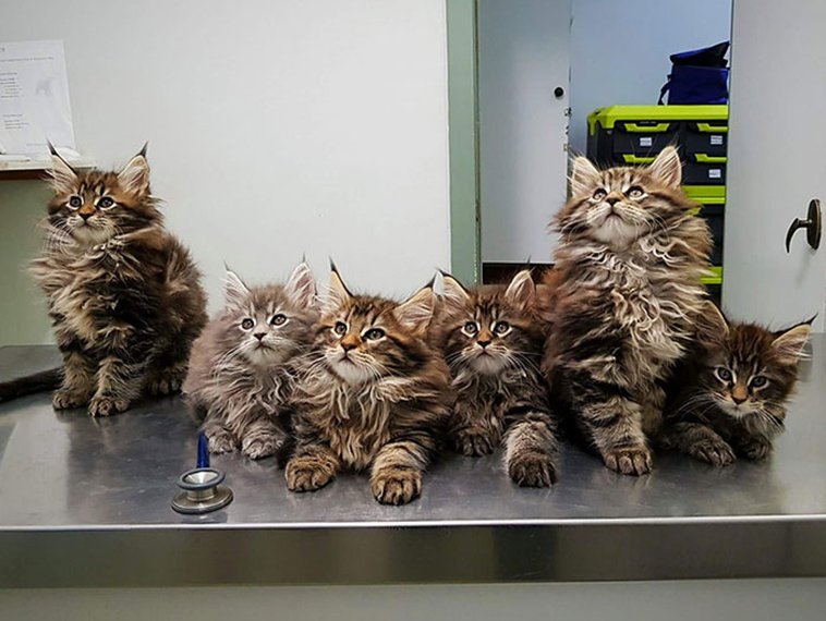 fluffy maine coon kittens