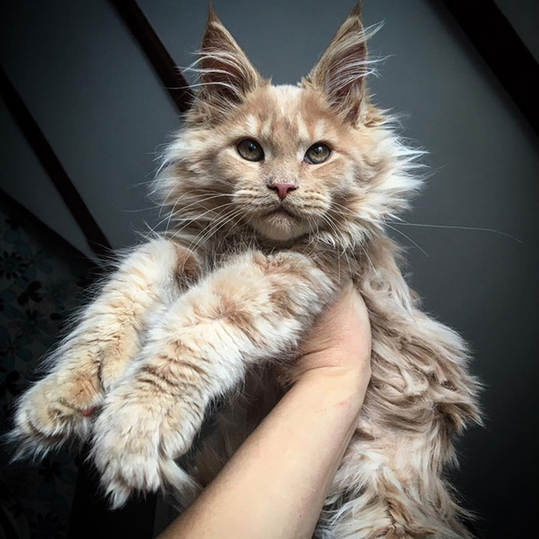 fluffy maine coon kittens