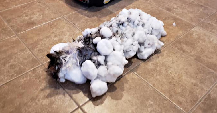 frozen cat rescued from snow
