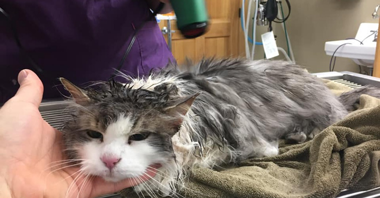 frozen cat rescued from snow