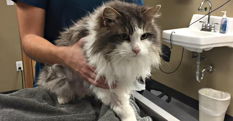 frozen cat rescued from snow