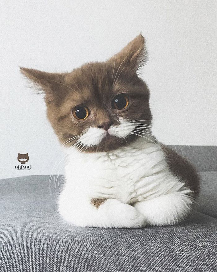 moustache cat