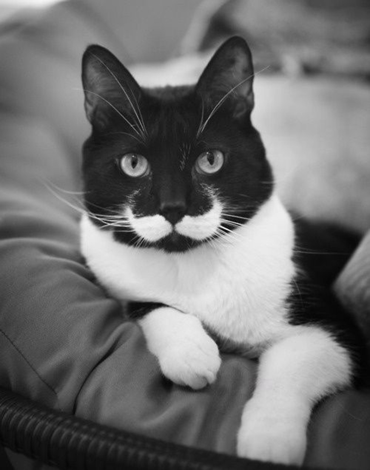 moustache cat
