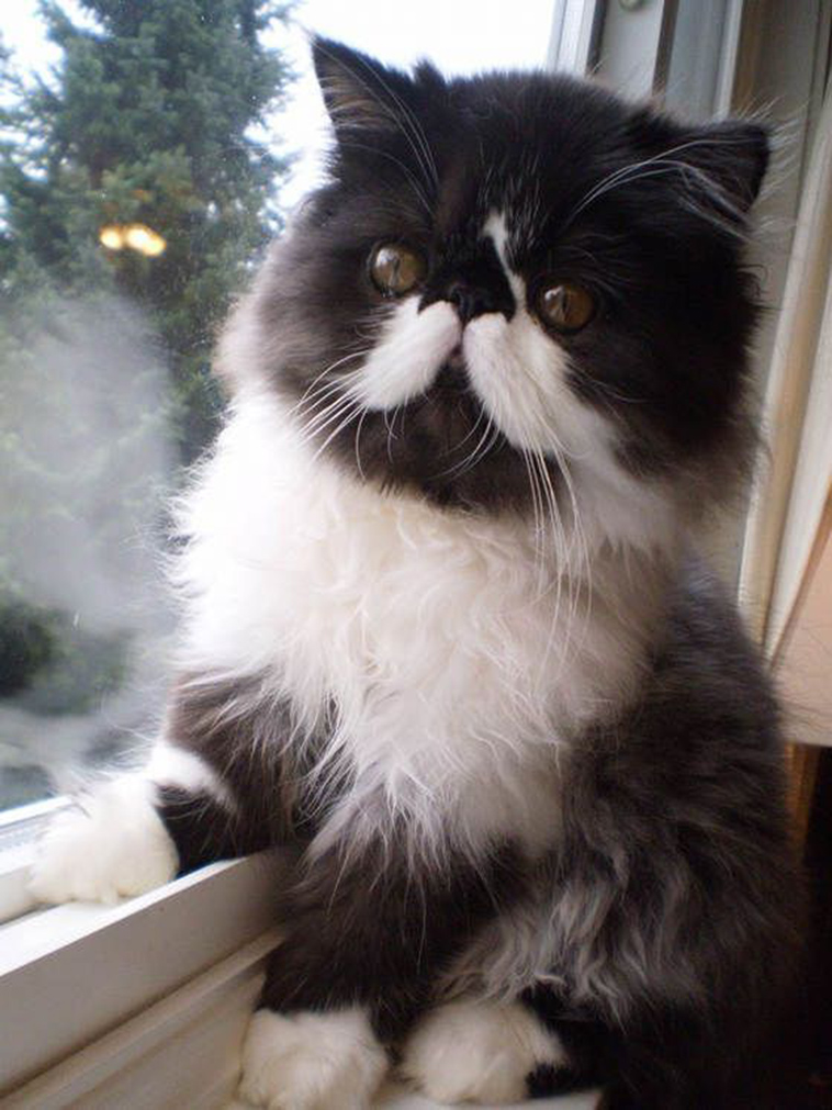 moustache cat