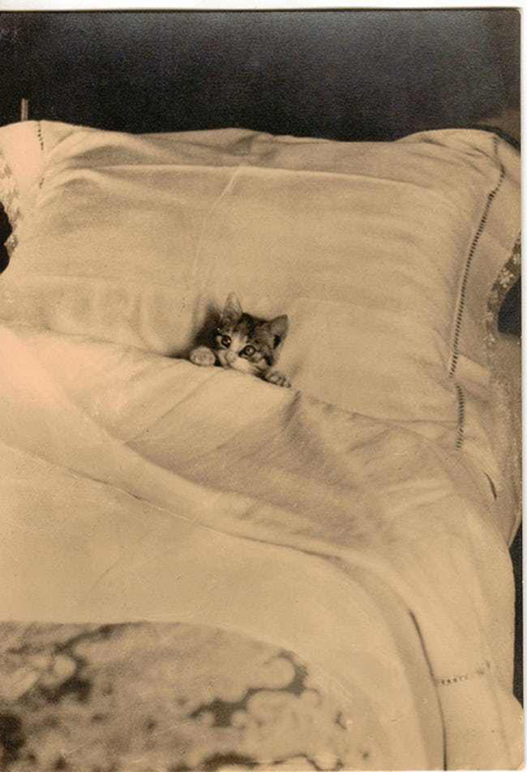 oldest cat photos