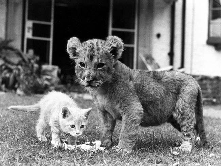 oldest cat photos