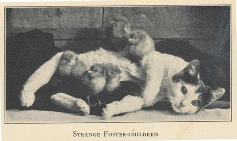 oldest cat photos
