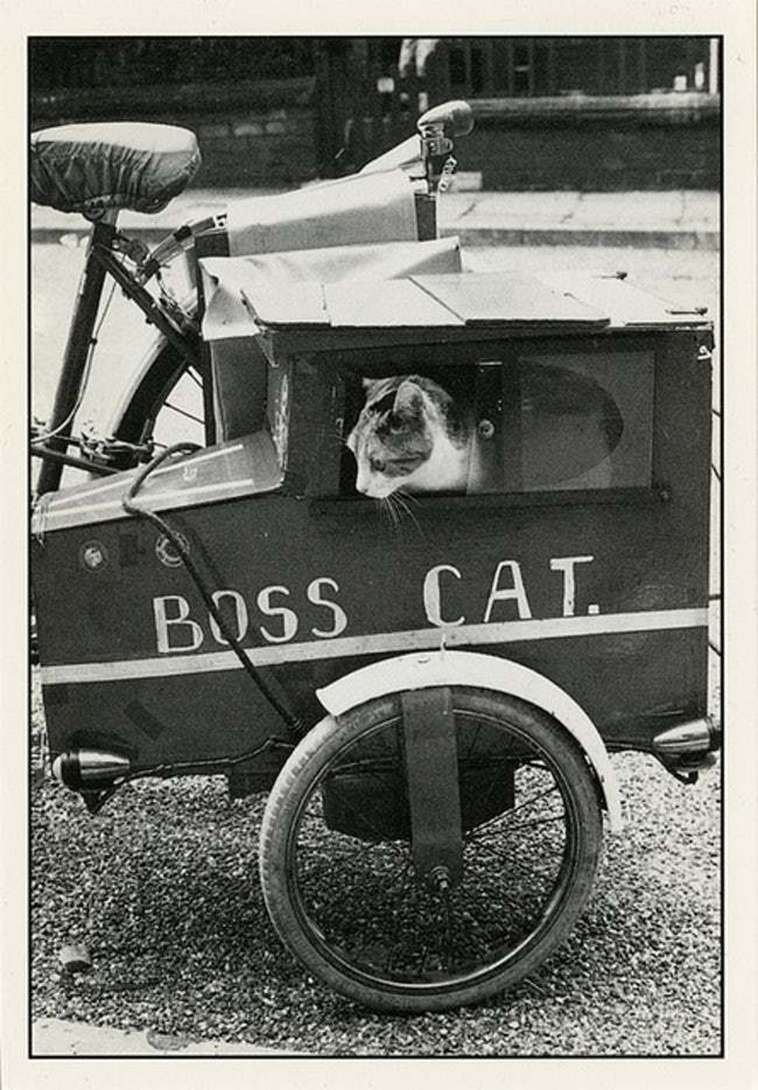 oldest cat photos