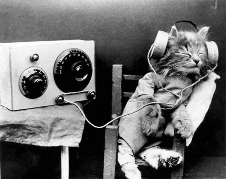 oldest cat photos