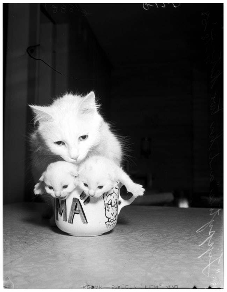 oldest cat photos