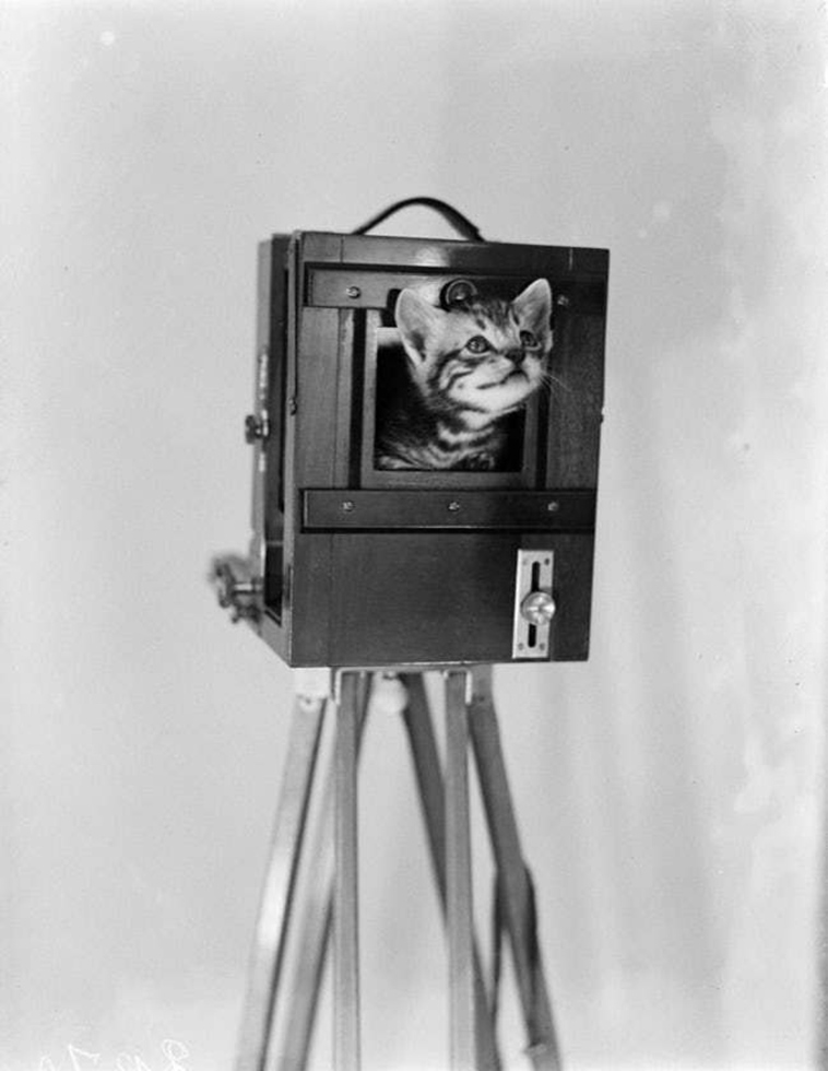 oldest cat photos