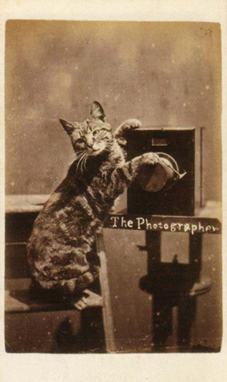 oldest cat photos