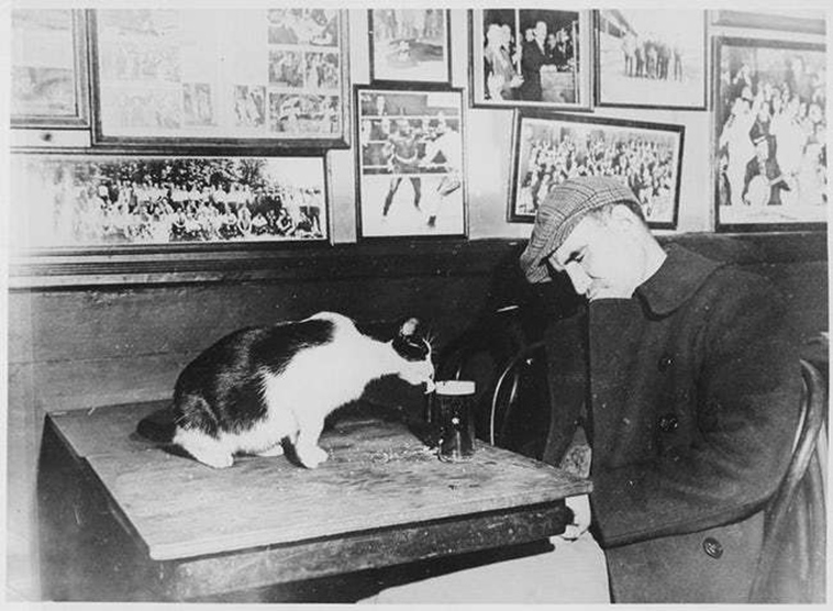 oldest cat photos