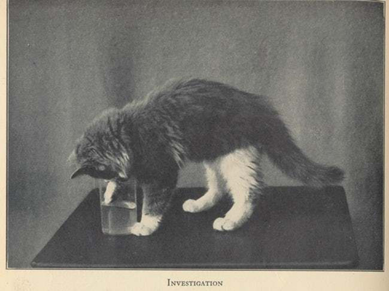 oldest cat photos