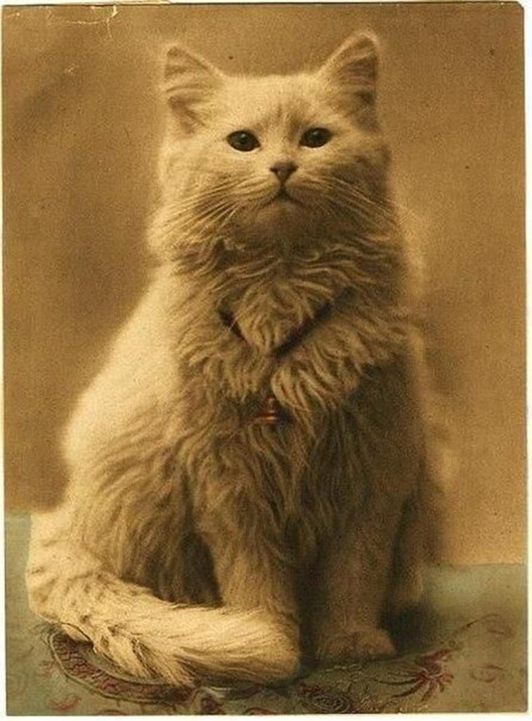 one of the first cat photos 1880s