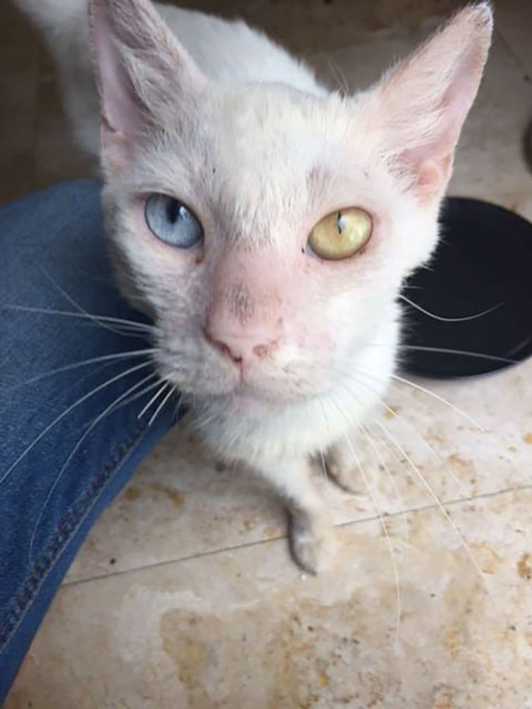rescue blind cotton cat