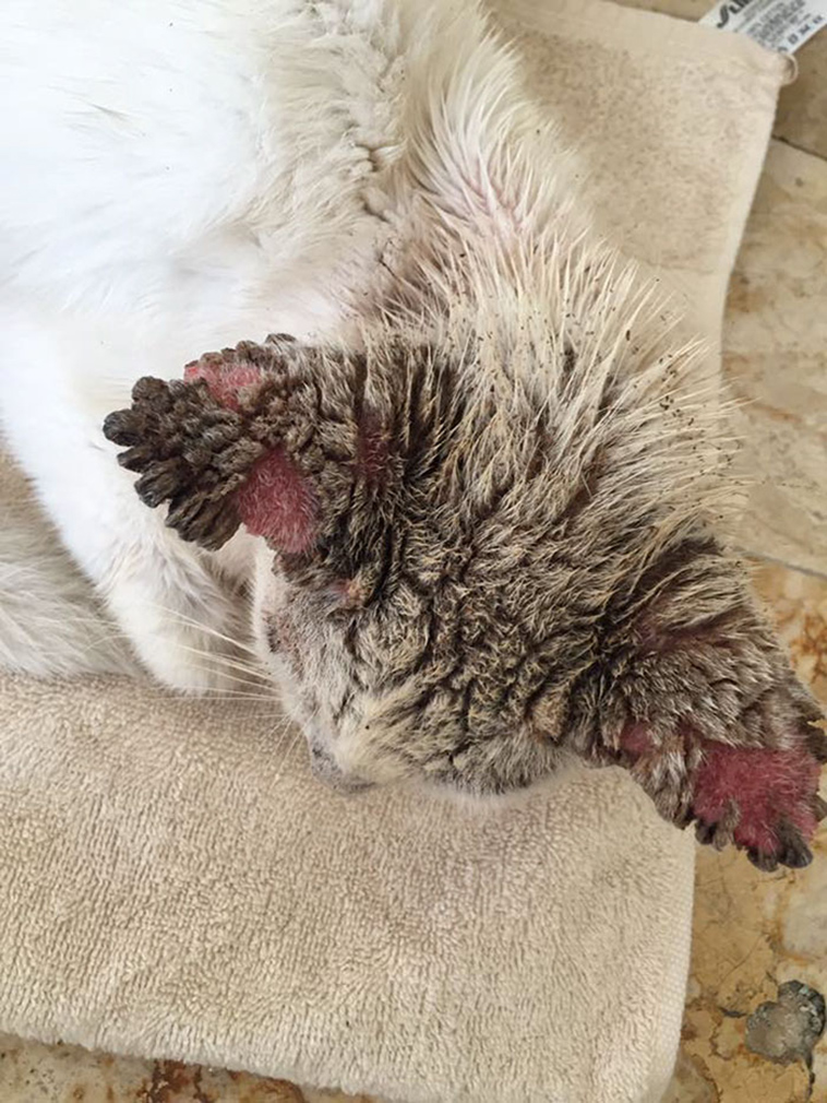 rescue blind cotton cat
