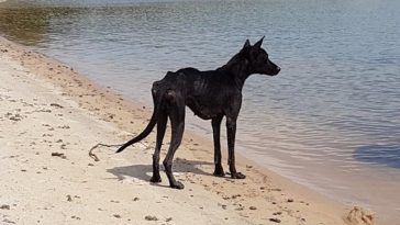 rescue stranded amazon dog