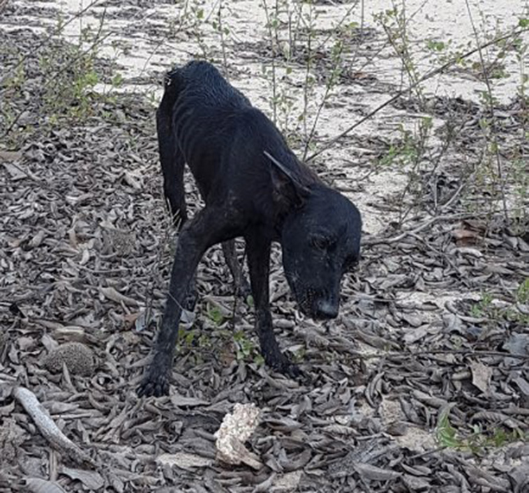 rescue stranded amazon dog