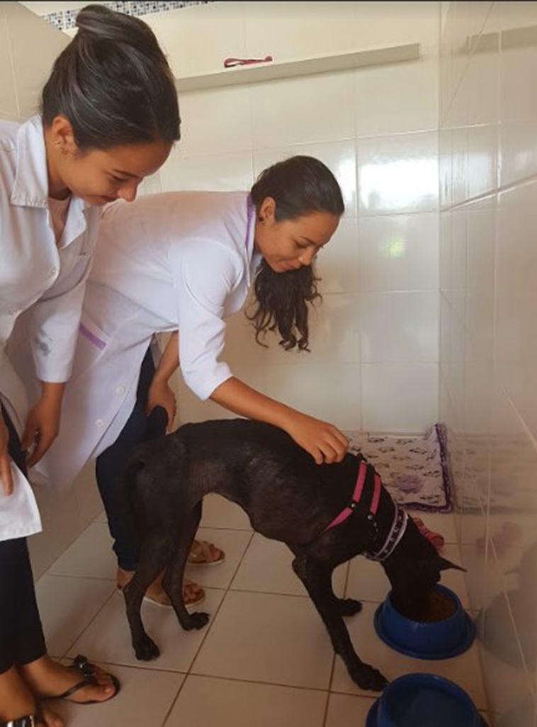 rescue stranded amazon dog