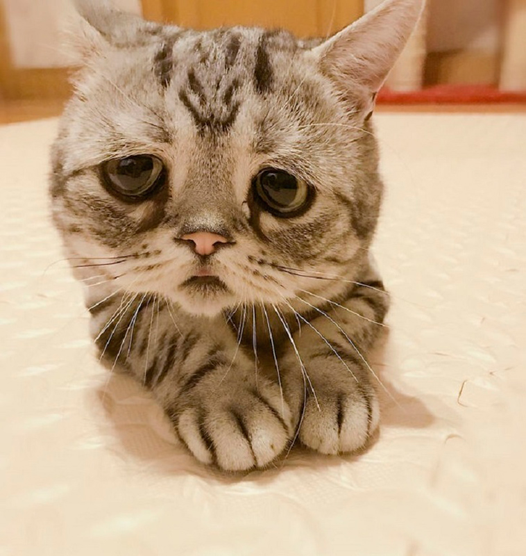 sad animals
