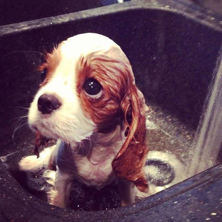 sad animals