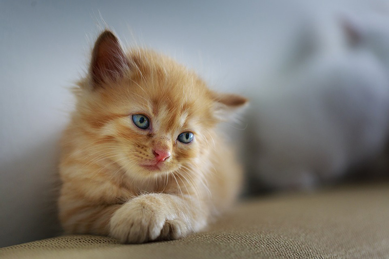 sad animals