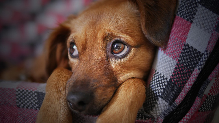 sad animals