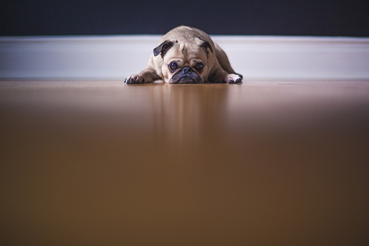 sad animals