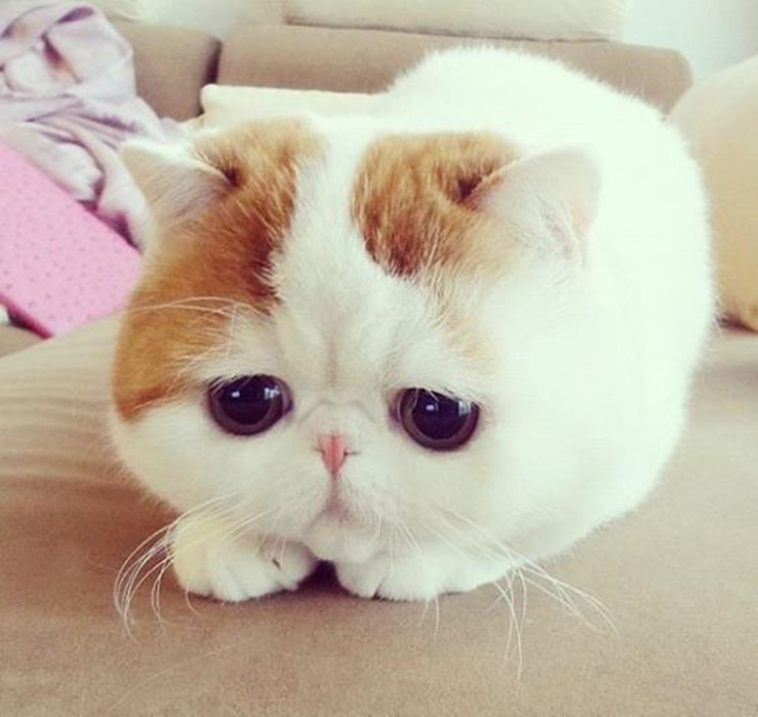 sad animals