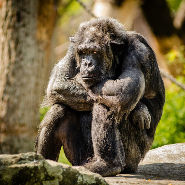 sad animals