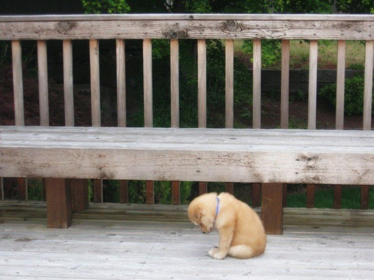 sad animals