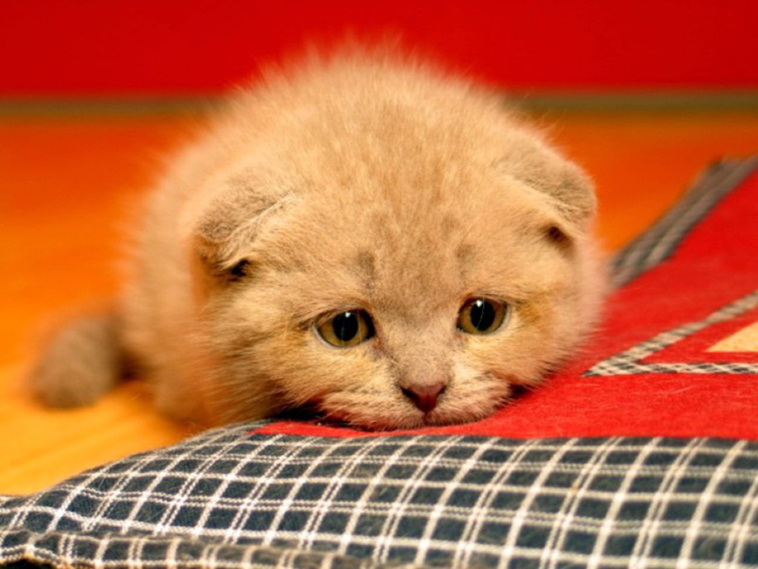 sad animals