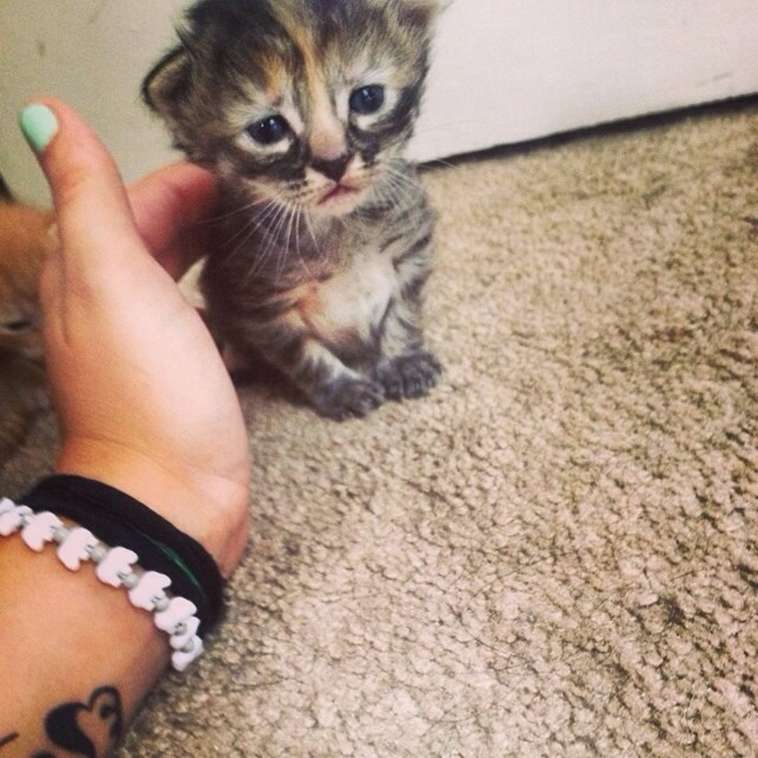 sad animals